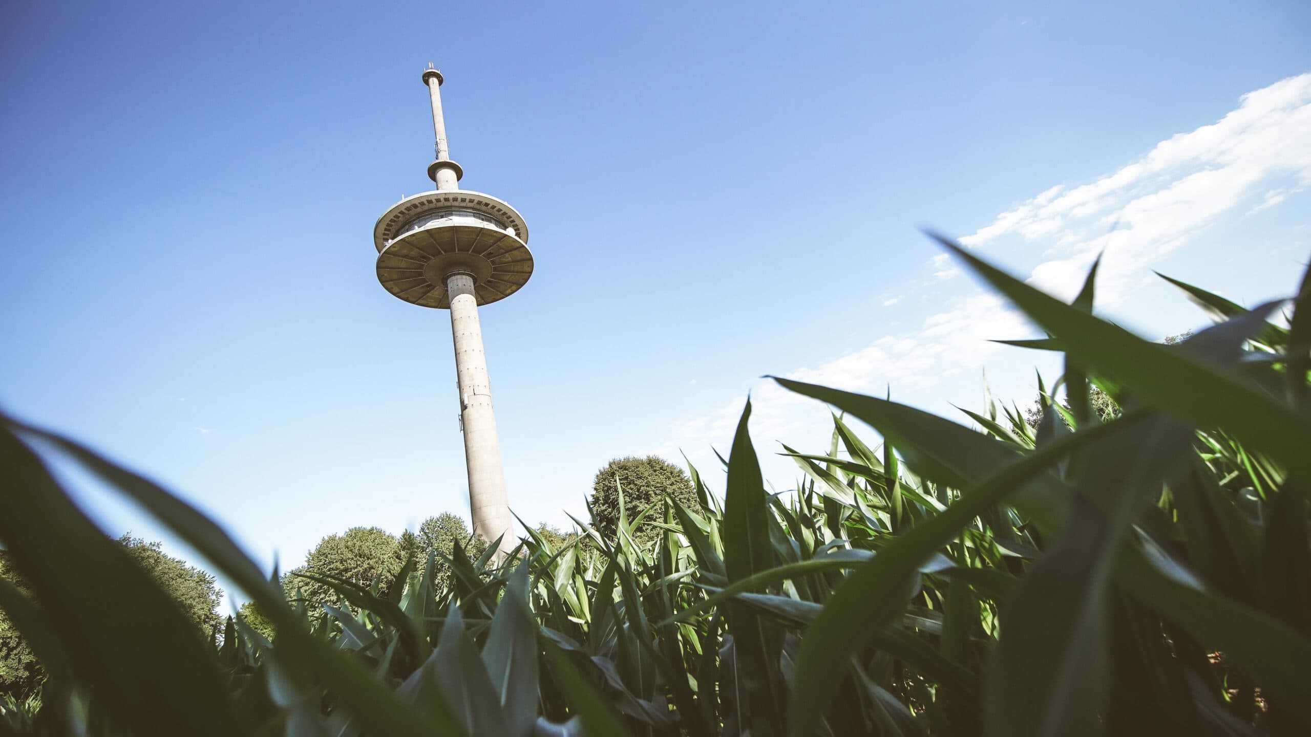 Sendeturm Witzhelden im Maisfeld